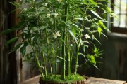 富贵竹开花周期与养护秘籍
