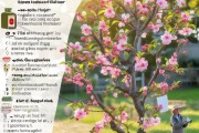 三角梅花期复合肥施用指南，科学施肥全解析