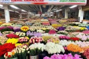 昆明亲民鲜花批发市场，品质保障，轻松购实惠鲜花