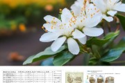 腊梅花秋季扦插存活率解析与养护策略