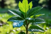不衰的，万年青植物的独特魅力探索