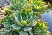 万年青多肉植物的独特魅力，图赏与养护攻略