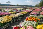 云南鲜花基地批发解析，品质与兼顾