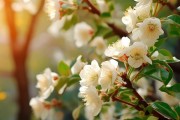 秋季桂花绽放周期揭秘，桂花花期多长？