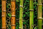 自然画卷，茎的奇观——植物茎干图片赏析之旅