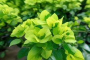 东莞珊养花绿浅三角梅，春意盎然，点缀东莞园林风韵