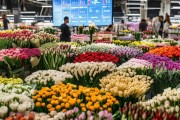鲜花批发动态，把握市场脉搏，助力商家决策