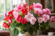 家居盆栽之美，四季海棠花，美丽使者绽放家居