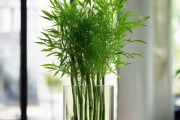 水培富贵竹，家居美学新潮流中的养花艺术