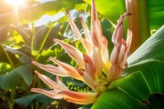 盛夏蕉绽放，揭秘花期之美