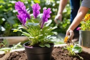长春花盛花期换土的技巧与关键点