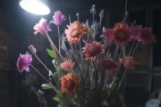 鲜花灰霉真相大揭秘，购买需谨慎，你还会买这样的花吗？