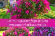 三角梅四季开花攻略，掌握技巧，延长花期绽放美景
