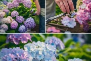 春季绣球花扦插技巧，4月养护秘籍揭晓
