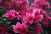 三角梅淋雨之谜，揭秘开花期植物的微妙平衡