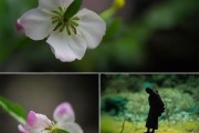 茶花为何开花掉落？揭秘原因与应对策略