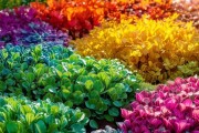 春意盎然，叶子如花植物，开启视觉盛宴之旅