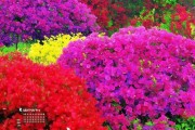 三角梅最佳花期揭秘，盛放时刻锁定几月份