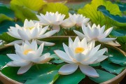 轻松养出碗莲美景，花期长，易活指南