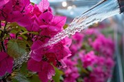 冬季三角梅科学浇水技巧，延长花期提升观赏价值