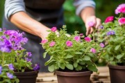 花开期换盆技巧解析