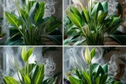 植物净化二手烟效果探究，养花去二手烟真的有效吗？