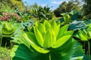 绿色生活新风尚，一叶兰五大养植益处大揭秘