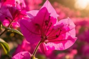 三角梅切花花期揭秘，美丽绽放，花期几何？