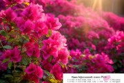 三角梅盛花期大揭秘，养护攻略与花期指南