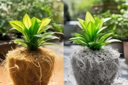 椰糠与珍珠岩养花大对决，揭秘最适合您的绿植基质！