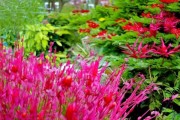 石榴花开季科学养护宝典