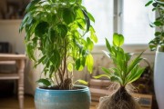 大盆还是小盆？揭秘绿植养殖的盆器选择之道