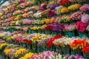 昆明鲜花市场批发攻略，一站式花卉采购一览表