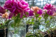 水培花卉生长秘籍，揭秘神奇助长物品