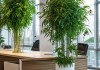 办公室绿植搭配，左右各一瓶，激活工作效率的养花美学