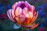 揭秘花易落之谜，脆弱中的绝美绽放