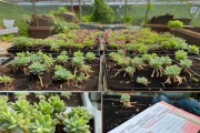 八月份多肉植物扦插成功率解析及养护技巧全攻略