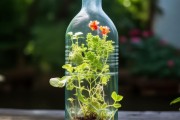 矿泉水瓶变花盆，揭秘矿泉水瓶养花的实用技巧与环保益处