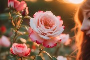 岁月流转，芳华——我的花记