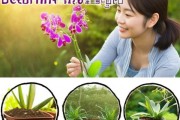 新手养兰避坑指南，四忌助兰花焕发生机