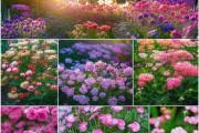 九月花海，盛开的鲜花盆栽赏花指南