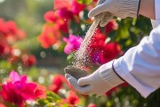 三角梅施肥技巧，开花期施肥要点揭秘