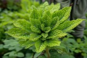 小万年青揭秘，图片赏析与植物命名探源
