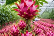 火龙果高效繁殖与养护，一年开花奥秘大揭秘