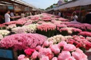 粉鲜花批发一览，市场行情与选购指南