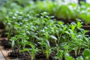 一帆风顺，家居绿植繁衍新篇章——植物扦插技巧全解
