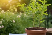 金银花扦插成功秘诀，如何准确判断成活情况