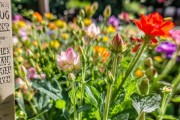 花骨朵儿开花季浇水指南，科学浇灌，绽放美丽花朵