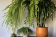 客厅东南角植物搭配美学指南