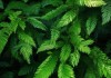 四季常青，探索绿叶植物的独特之美